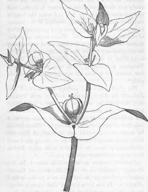 Caper Spurge.   Euphorbium lathyris.