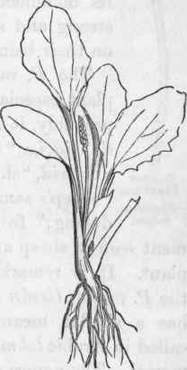 Common Plantain. Plantago major.