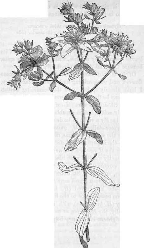 Common perforated St. John's wort.   Hypericum perforatum.