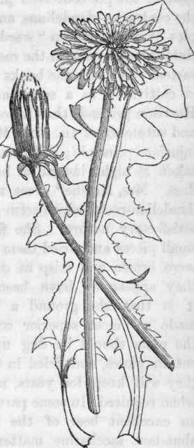 Dandelion.  Leontodon taraxacum.