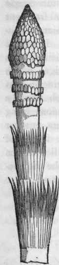 GREAT HORSETAIL. Equisetum fluviatile vel Tel matsia.