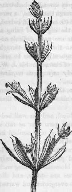 Goose grass or Cleavers. Galium aparine.
