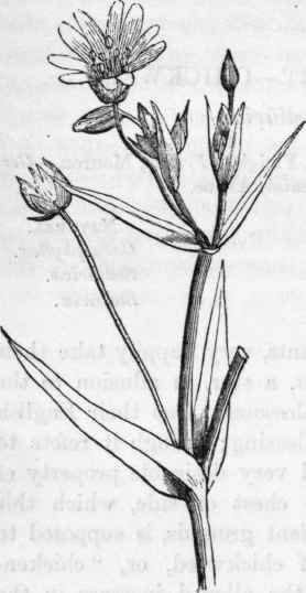 Great Stitch wort.   Stellaria Nolostea.