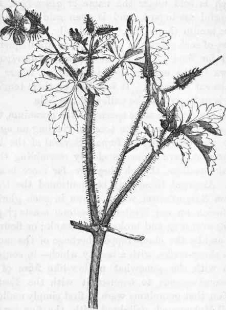 Herb Robert. Geranium Robertianum.