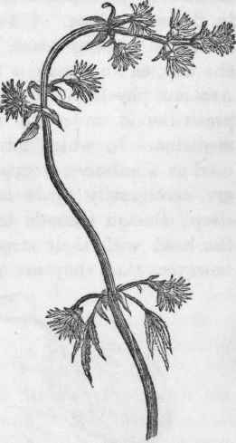Hop. (Male blossom.) Humulus lupulus.