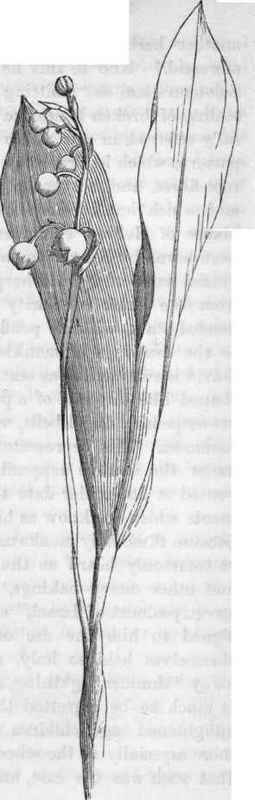 Lily of the Valley.   Convallaria majalis.