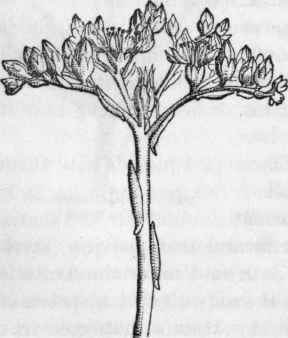 Live long or Stonecrop. Sedum.
