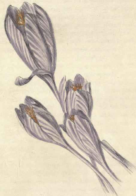 NAKEL FLOWERING  CROCUS. Crocus nudiflorus.