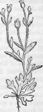 Rue leaved Saxigrage. Saxifraga tridactylites.