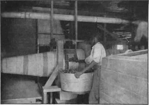 Fig. 15.   Loading end of sterilizer to destroy enzymes. (Bureau of Plant Industry, U. S. Dept. of Agriculture.)