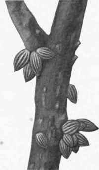 Fig. 16. Branch of tree with pods attached.