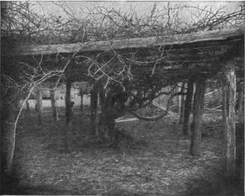 Fig. 18.   Scuppernong grape vine. Roanoke Island. (Courtesy B. W. Kilgore.)