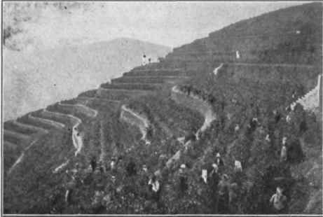 Fig. 35.   Utilizing the hillside in Portugal. (Courtesy of F. Challoner, London.)