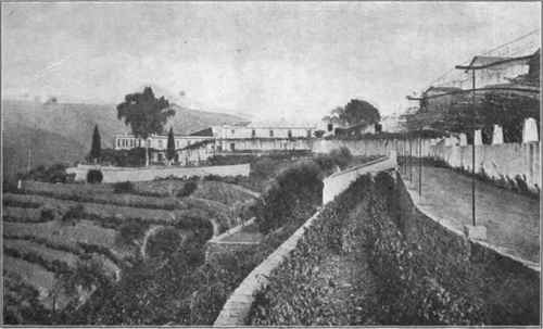 Fig. 36.   A typical Port vineyard. (Courtesy of F. Challoner, London.)