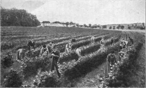 Fig. 38.   View of the vineyards at. Charroux.