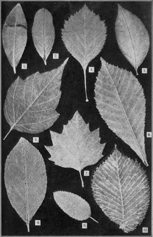 Genuine Tea Leaves and Possible Adulterants. (U. S. Dept. of Agriculture, Bureau of Chemistry Bulletin 13, Part VII.)