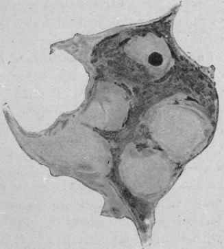 Fig. 47.   drawings of nerve cells