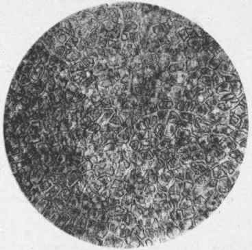 Cocoa Husk Xll5