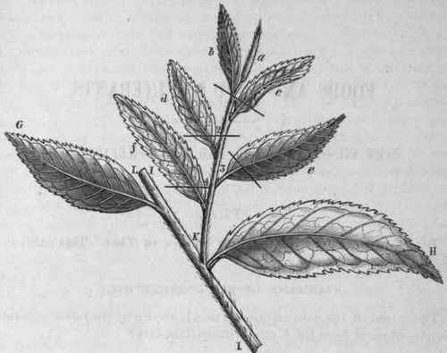 W.Scholl del