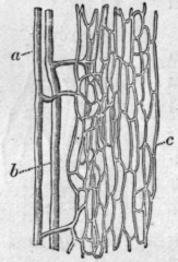 Fig. 52.