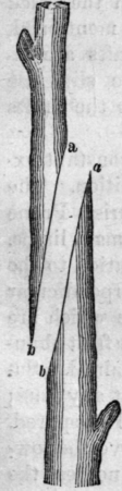 Fig. 65.