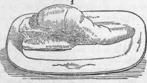 A Tongue.