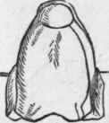 Boiled Fowl, breast