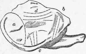 Carving 81
