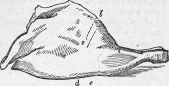 Leg of Mutton.