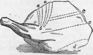 Shoulder of Mutton.