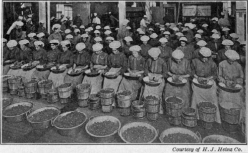 Fig. 33. Picking over strawberries.