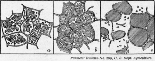 Fig. 39.   Changes of starch cells in cooking : a, cells of a raw potato with starch grains in natural condition ; b, cells of a partially cooked potato ; c, cells of a thoroughly boiled potato.