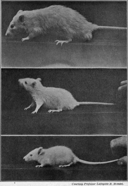 Fig. 74.   The effect of food on growth. Reprinted from publication of the Carnegie Institution.