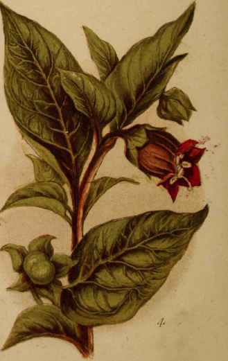 4.Deadly Nightshade.