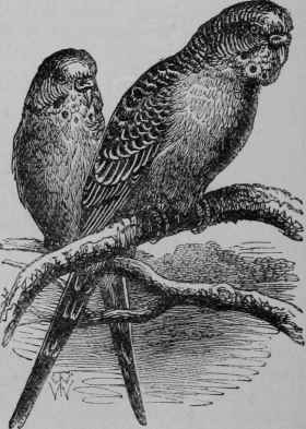 Australian Parrakeets.