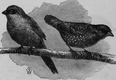 Avadavat and Wax Bill.