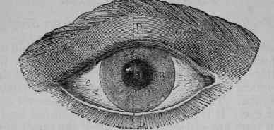 Fig. 1. The Human Eye.
