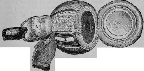 Fig. 2. The Eyeball, showing the Coats, etc., of the Eye.
