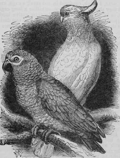 Grey Parrot and Cockatoo.