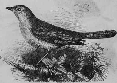 Nightingale.