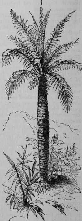 Young Wax Palm.