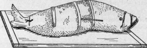 Fish Stuffed And Trussed For Baking