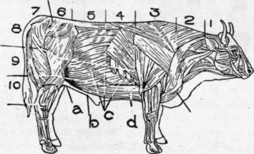 Muscle Arrangement Of Beef