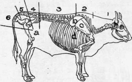 Skeleton Of Beef