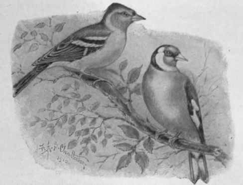 A chaffinch and a goldfinch. The goldfinch is at once the most popular, the most beautiful, and the best songster of the finches