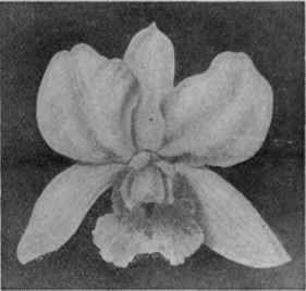 A specimen of Cattleya Brienana Copyright: Stuart Low