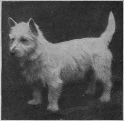 Dazzler Sands, bred by Mr. Dixon Teage, a famous winner sold to