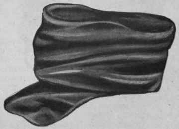 Fig. 10. The velvet draped round the coronet before the ears have been formed ears