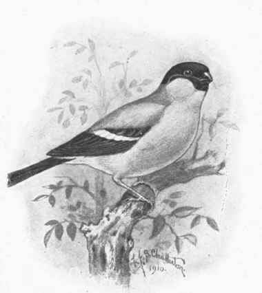 The bullfinch is a great favourite among bird lovers, and can easily be made into a pet