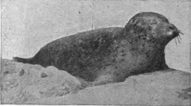 The male seal when full grown measures six feet or more in length, and weighs at least four hundred pounds. The female is smaller in size
